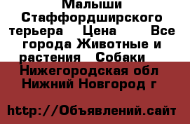 Малыши Стаффордширского терьера  › Цена ­ 1 - Все города Животные и растения » Собаки   . Нижегородская обл.,Нижний Новгород г.